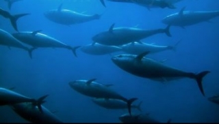 la pesca del tonno rosso -9999999999997 Tonneare Diving Center